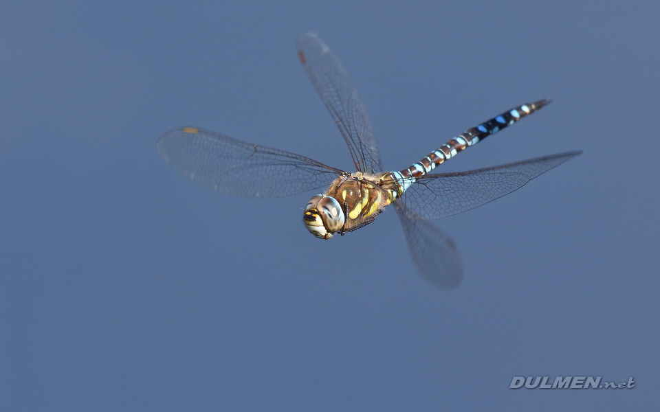 01 Migrant hawker (Aeshna mixta)